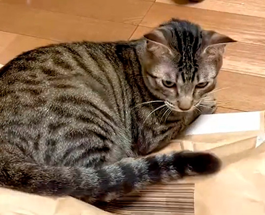 不思議そうな猫