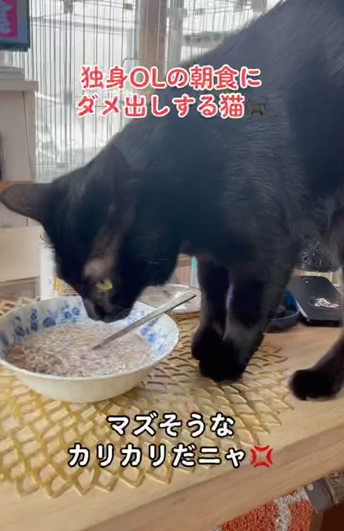 ご飯を食べる猫