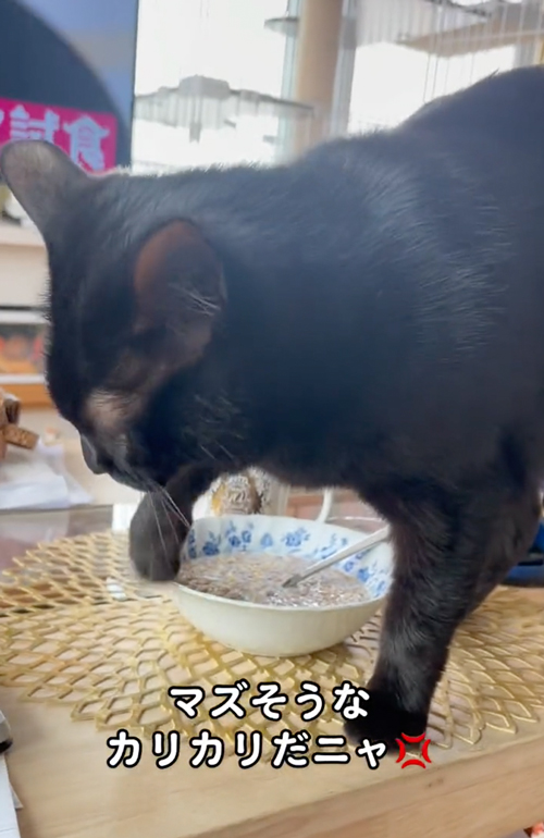 シリアルに砂かけする猫