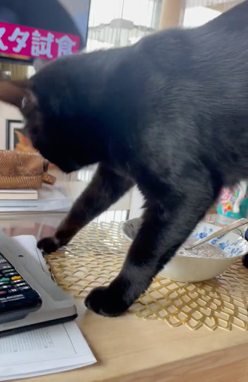 シリアルに砂かけする猫