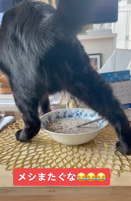 シリアルをまたぐ猫