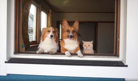窓から顔出している犬猫のきょうだい