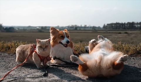 兄犬を見つめる妹犬