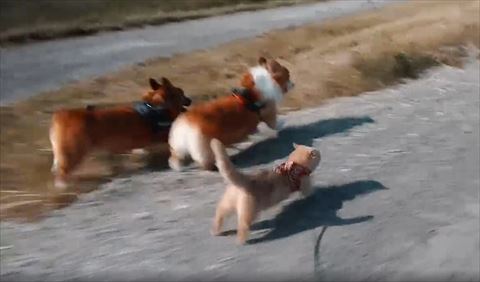 走っている3匹