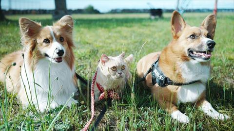 伏せして並んでいる犬猫のきょうだい