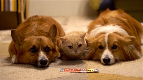 ちゅ〜るの前に並んでいる犬猫のきょうだい