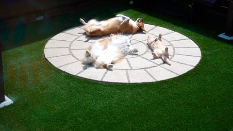 庭でねそべる犬猫のきょうだい