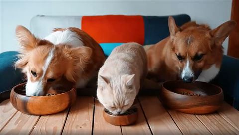 ごはん中の犬猫のきょうだい