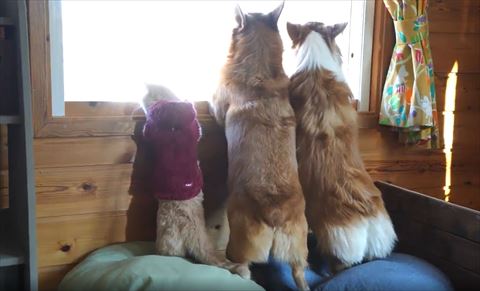 2足立ち犬猫のきょうだいの後ろ姿