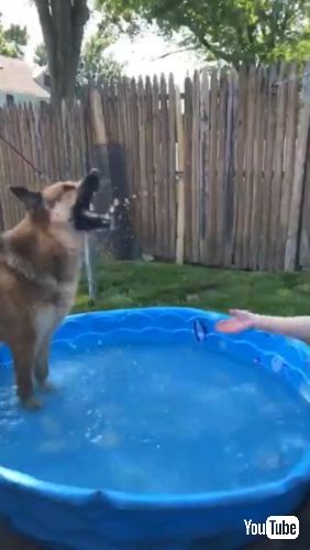 水をかけられる犬