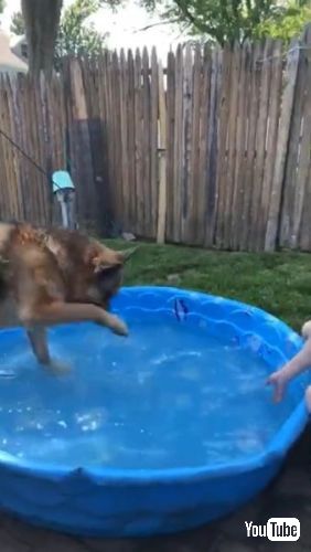 水をかけかえす犬