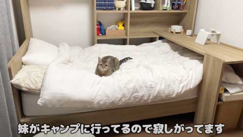 出迎える猫