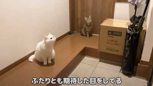 ドアを見つめる猫たち