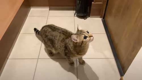 出待ちする猫たち