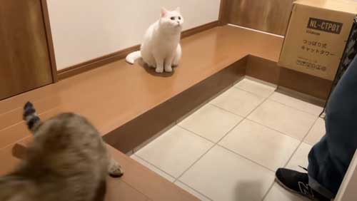 逃げる猫