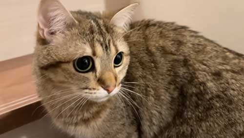 警戒する猫