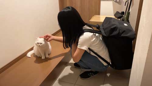 飼い主になでられる猫