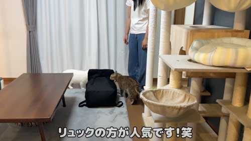 リュックに近寄る猫たち