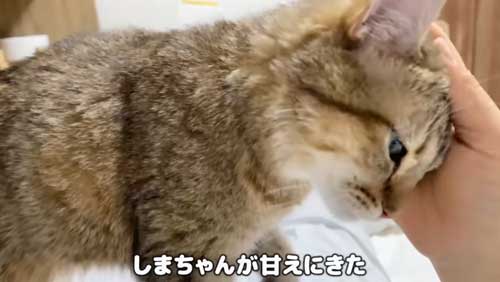 甘える猫