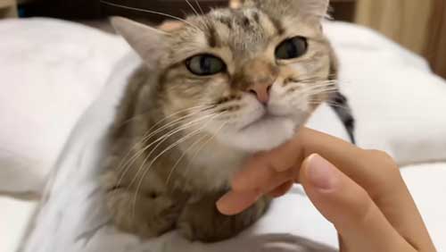 ツンデレな猫