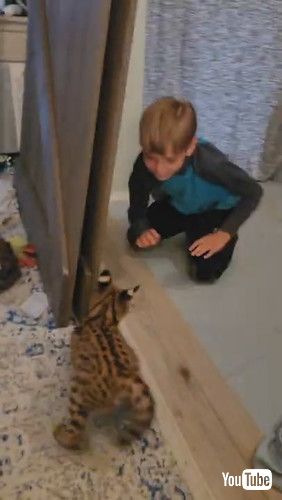 「Playful Kitty Pounces Around || ViralHog」