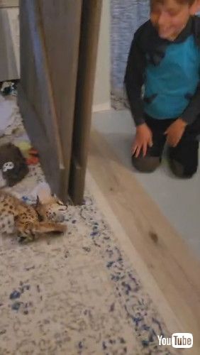 「Playful Kitty Pounces Around || ViralHog」