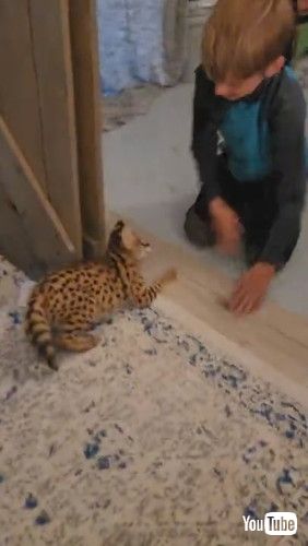 「Playful Kitty Pounces Around || ViralHog」