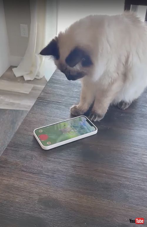 スマホをのぞく猫