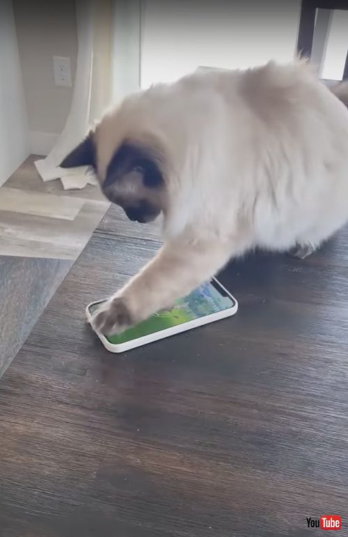 スマホをさわる猫