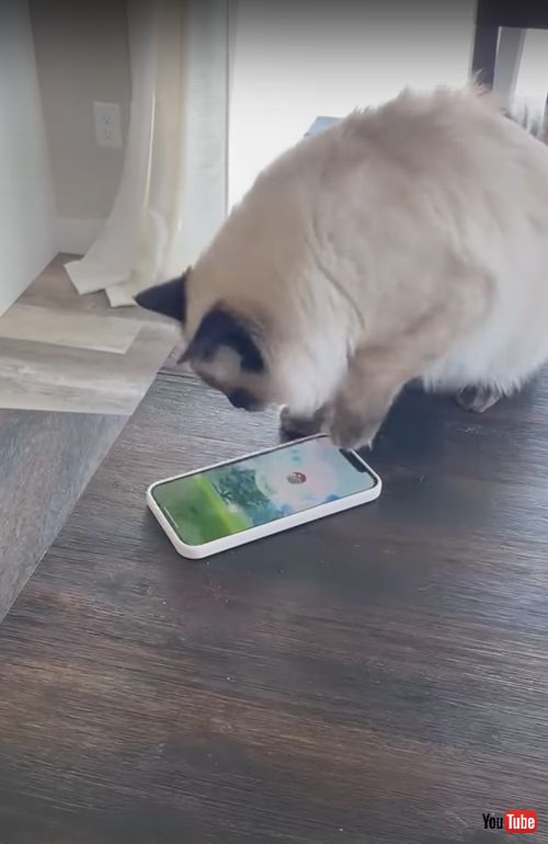 ボールでポケモンを捕まえる猫