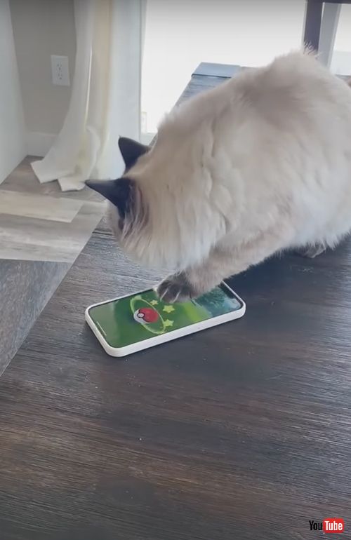 ポケモンをゲットした猫