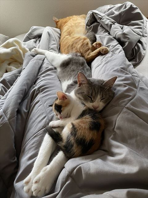 背中くっつけている2匹