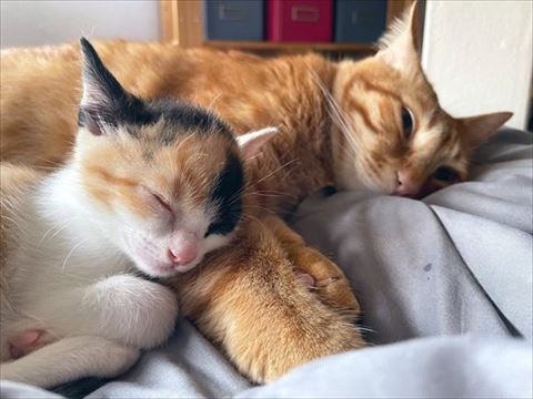 腕枕されている子猫