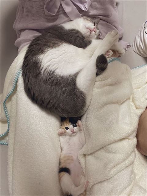 セナちゃんのお尻の下にいる小春ちゃん