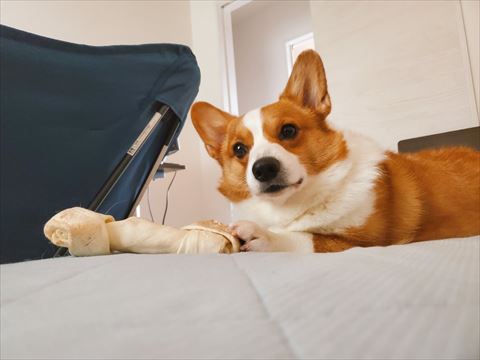 骨をさわってるワンコ