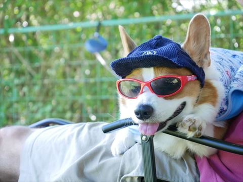 サングラスと帽子つけてる