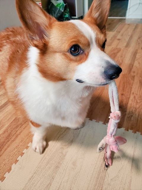 おもちゃくわえてる