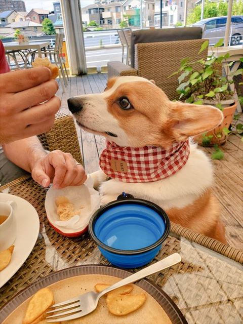 ドッグカフェにいる