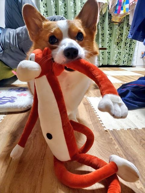 猿のにぬいぐるみくわえてる