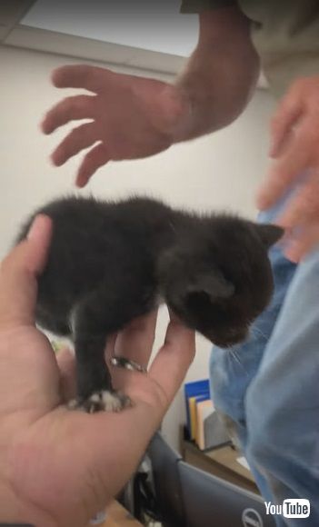 手に乗せられた子猫
