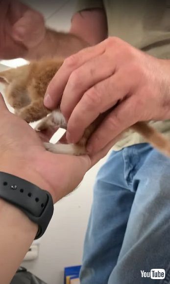 救助された茶トラの子猫