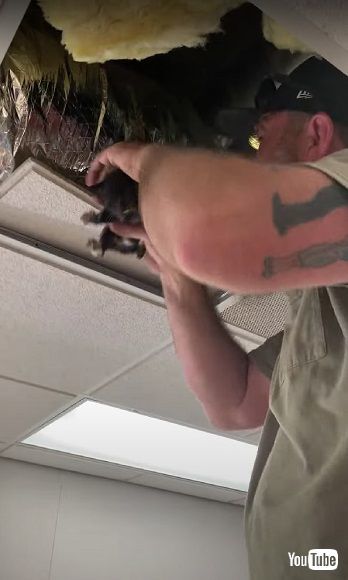 ダストから救助される子猫