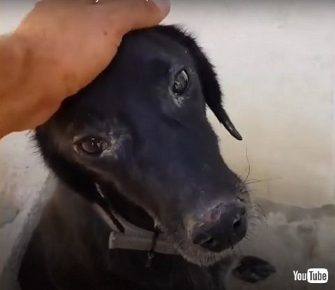 おとなしくなでられる犬