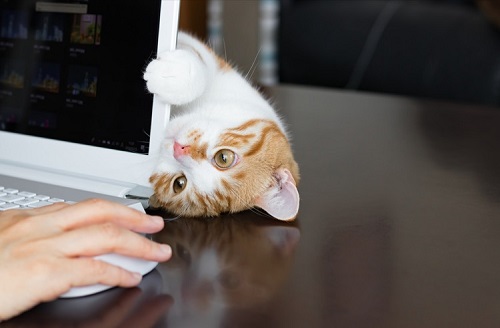 ペット手帳 ベストショット