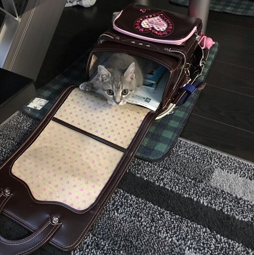 ペット手帳 ベストショット