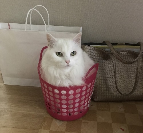 ペット手帳 ベストショット