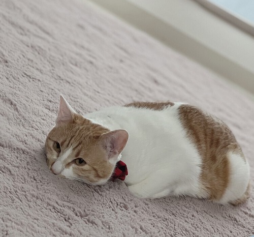 ペット手帳 ベストショット