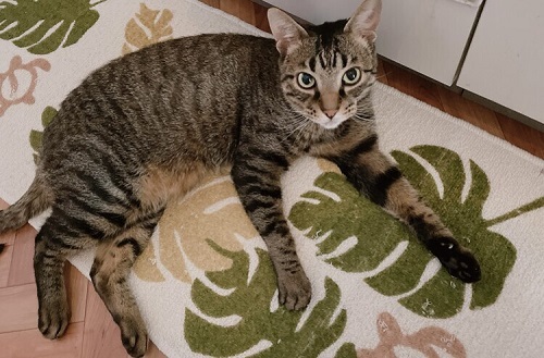 ペット手帳 ベストショット