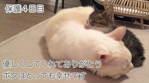 先住猫に寄り添う子猫