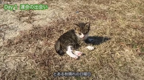 空き地にいた子猫